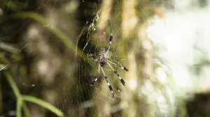 Više neće smijeti kročiti u vaš dom/Free Pik