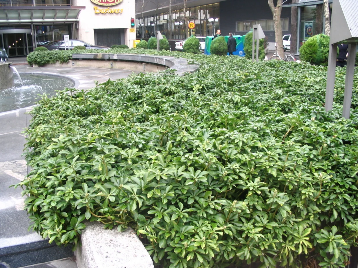 Pahisandra u urbanoj žardinjeri uz vodoskok/