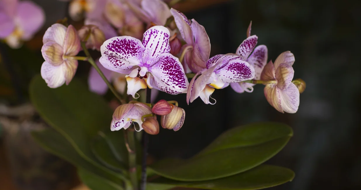 Pravilna njega orhideja/