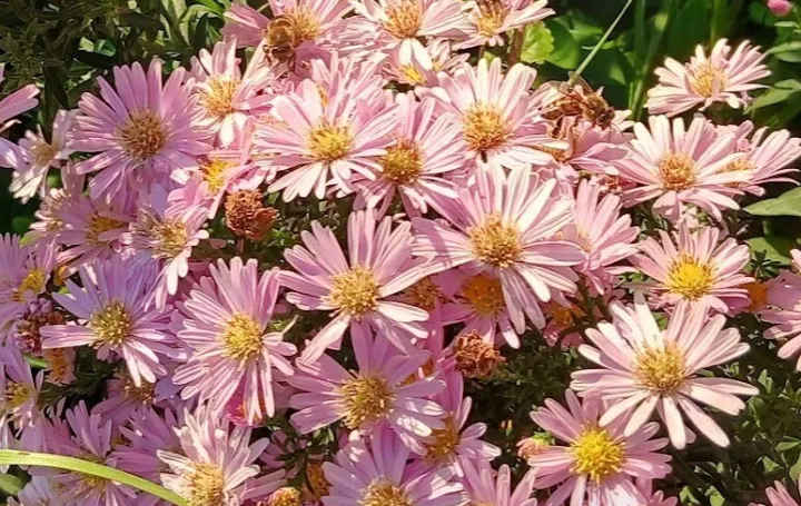 Sunce, cvjetovi i zujanje pčela/