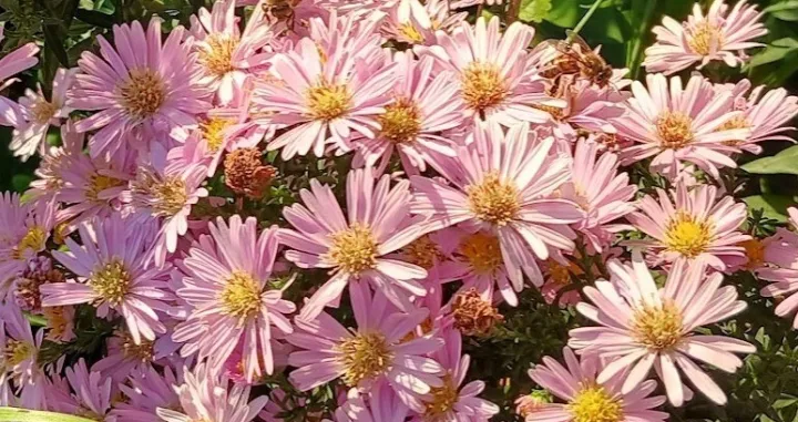 Sunce, cvjetovi i zujanje pčela/