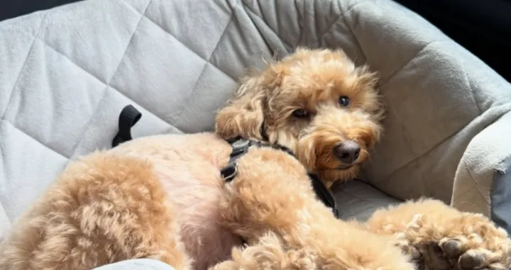 Ovaj pas postao je zvijezda/@lildoodbrooks