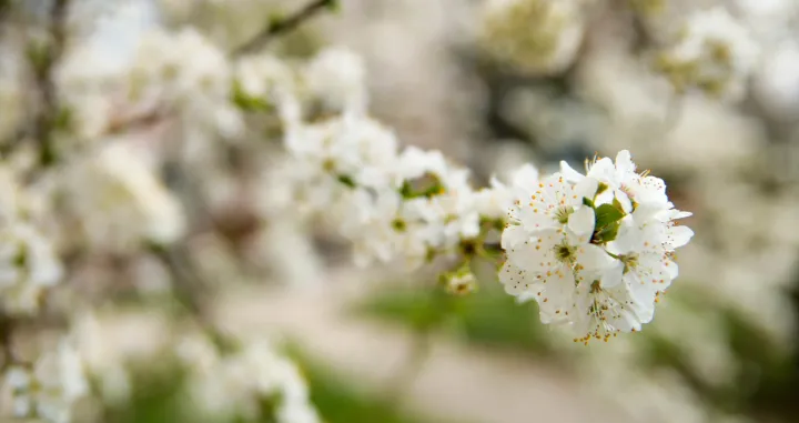 Probeharalo drveće i smeće po gradu/Damir Deljo