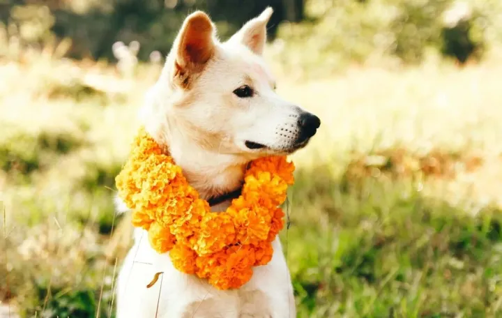 KAKAV PRIZOR: U nepalskoj kulturi vjeruje se da psi vode du&scaron;e u zagrobni život kao čuvari smrti/