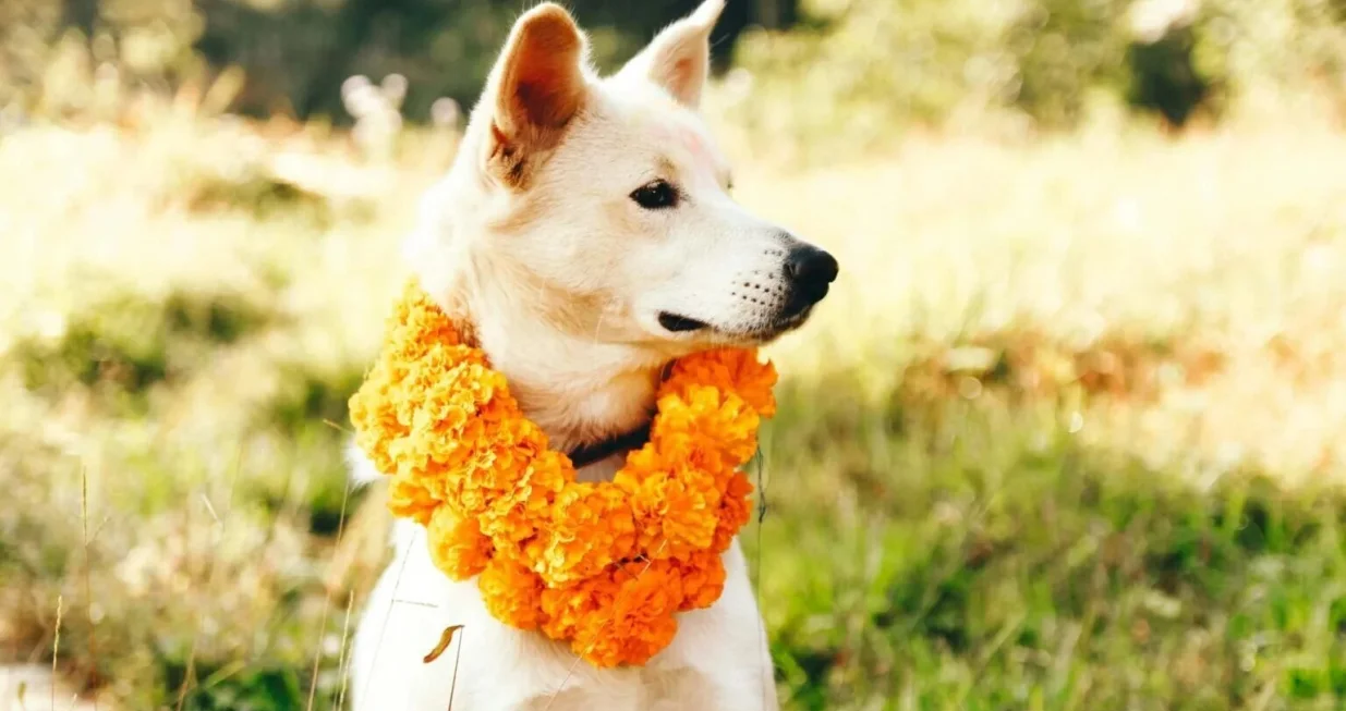 KAKAV PRIZOR: U nepalskoj kulturi vjeruje se da psi vode du&scaron;e u zagrobni život kao čuvari smrti/