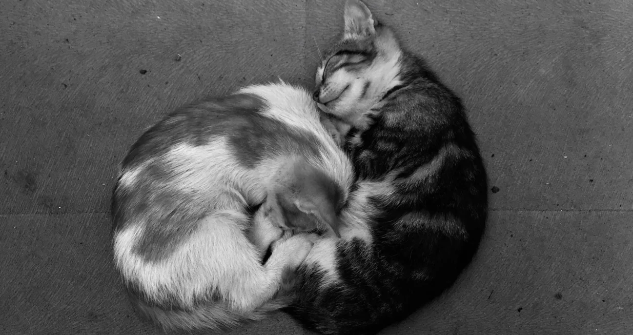 Predenje je opu&scaron;tajući zvuk koji mačke ispu&scaron;taju u momentima komforta/Pexels/