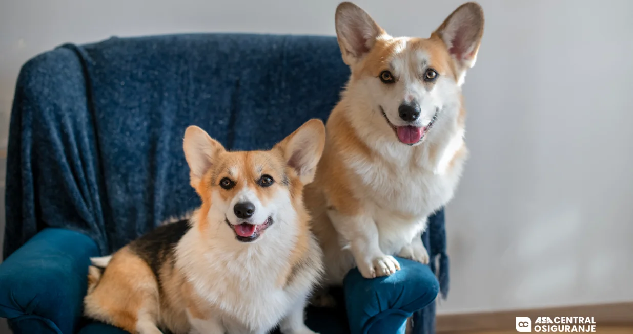ASA CENTRAL osiguranje, osiguranje kućnih ljubimaca, kampanja "Nanju&scaron;ili smo da se možemo osigurati"/Bojan Galić