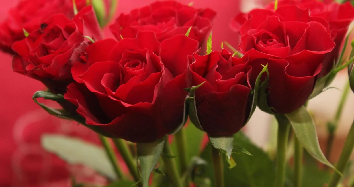 Ruže - Ukoliko su crvene simboli&scaron;u strast i ljubav/Pexels/