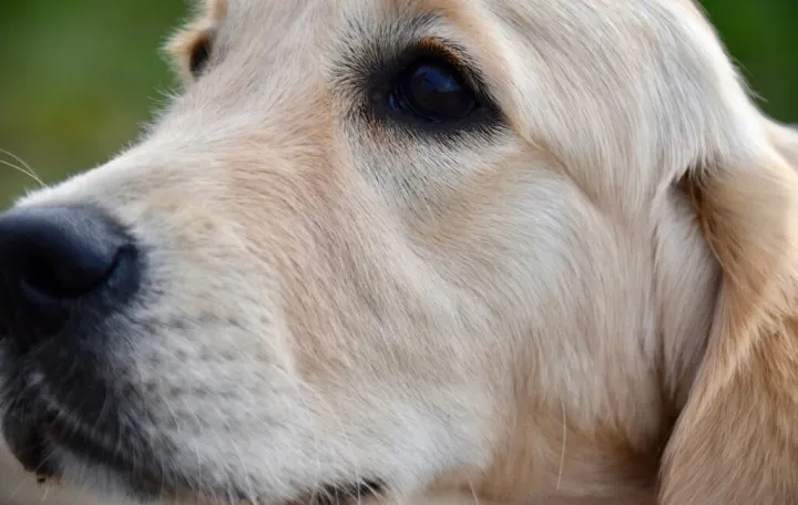 pas Zlatni retriver/