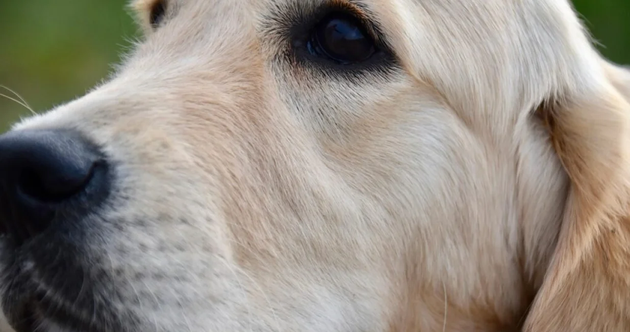 pas Zlatni retriver/