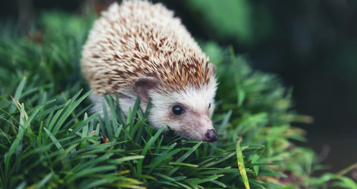 Vrućine su pogubne za ježeve/Free Pik