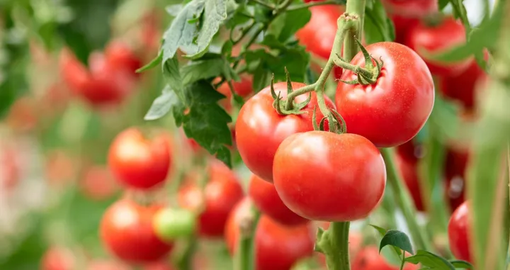 gmo paradajz/