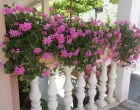 Viseće pelargonije dugo i bogato cvjetaju/