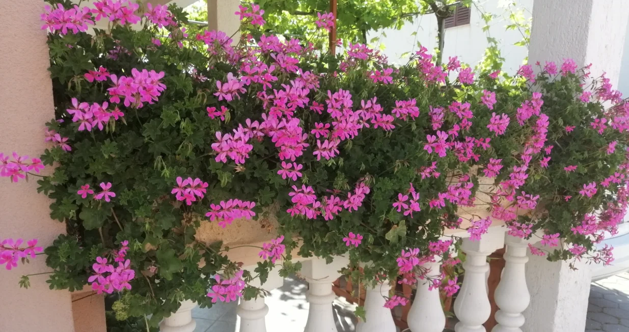 Viseće pelargonije dugo i bogato cvjetaju/