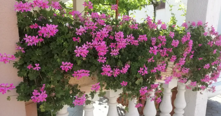 Viseće pelargonije dugo i bogato cvjetaju/