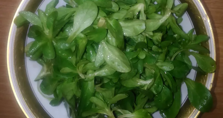 Matovilac salata/