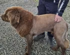 O&scaron;i&scaron;ani pas newfoundlander koji podsjeća na lava/Gardainsta