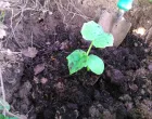 Krastavac treba saditi sa dosta komposta ili organskog supstrata/