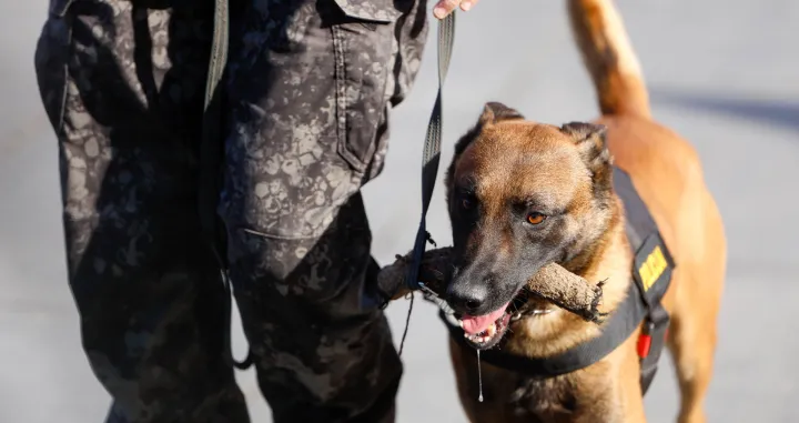 Prezentacija K9 jedinica iz BiH/Damir Deljo
