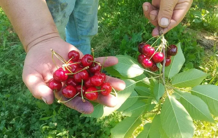 tre&scaron;nje tre&scaron;nja brčko/