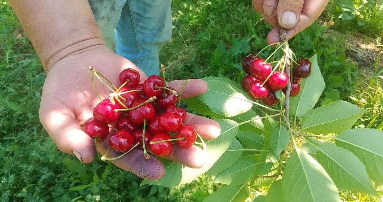 tre&scaron;nje tre&scaron;nja brčko/