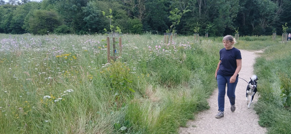 Novo posađeno drveće i uređena cvjetna livada u parku u Chesterfieldu, juli 2026./