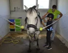 Pozitivna energija konja odražava se na sve u njegovoj blizini/Udruženje Iskra