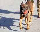 Prezentacija K9 jedinica iz BiH/Damir Deljo