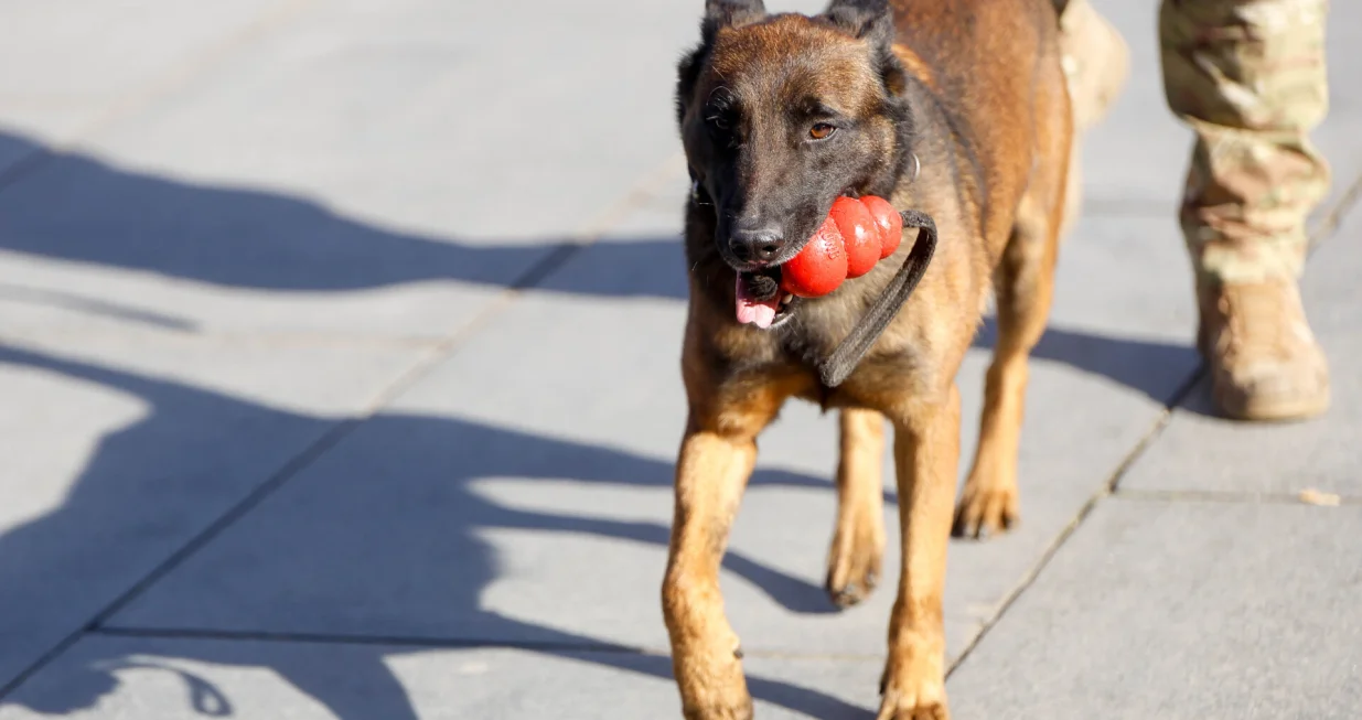 Prezentacija K9 jedinica iz BiH/Damir Deljo