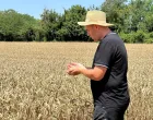 Žetva Janja/Mustafa Grada&scaron;čević
