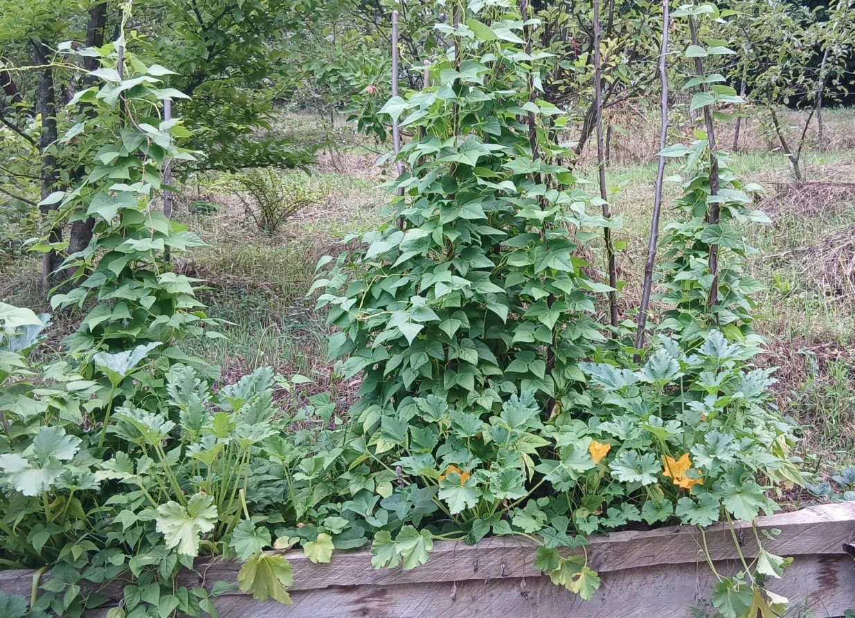 Između visoke boranije i tikvica se može posijati matovilac__spinat__blitva.jpg		jpg2605&times;1884326x236 mm2.10 MBRGB2026-08-0412:08:00 	Colors:																							Album:Source:	STATUS:for PRINTfor WEBArchive	/