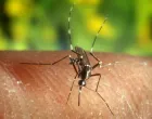 komarac virus zapadni nil/