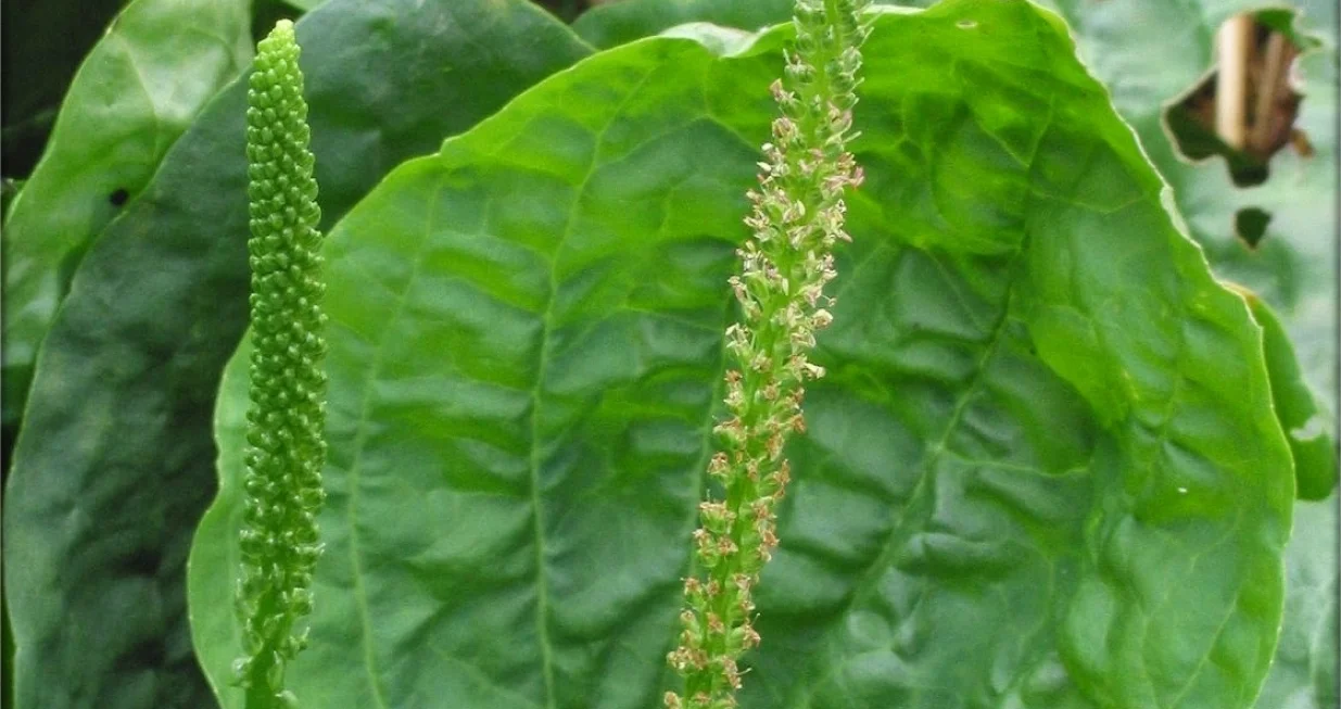 pitoma bokvica/
