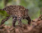 Ova mačka je dobila nadimak Tigrino/Fernando Faciole/National Geographic/