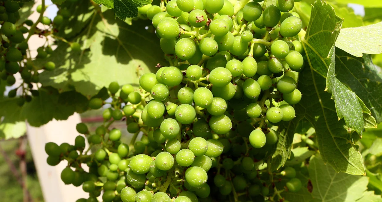 grožđe u vinogradu, vinarije Povratak/Muhamed Tunović