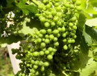 grožđe u vinogradu, vinarije Povratak/Muhamed Tunović