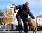 prezentacija vje&scaron;tina K9 jedinica iz BiH/Damir Deljo