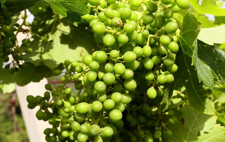 grožđe u vinogradu, vinarije Povratak/Muhamed Tunović