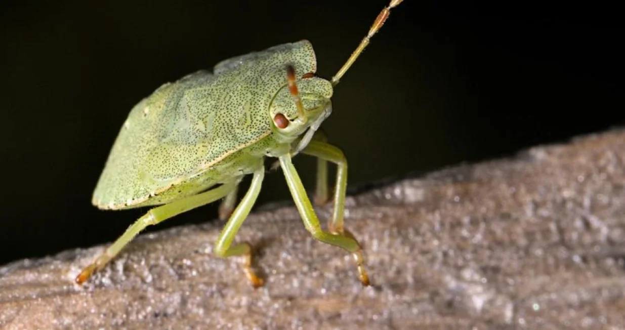 Smrdibube insekti/